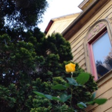 A rose for Goat Hall